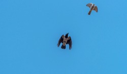 Sparrowhawk Chasing a Black Headed Crow in a Clear Blue Sky