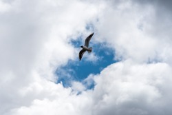 Seagull Flying in a Cloudy Sky