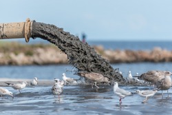 Sludge Pollution Pouring into the Baltic Sea and Seagulls