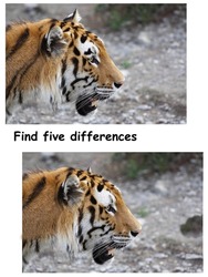Find five differences. Puzzle for children attention Developing with the image of tiger