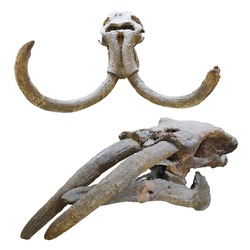 The image of mammoth skull