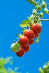 Ripe red orgranic Cherry Tomatoes Growing On Vine with blue sky on background