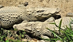 Saltwater crocodiles bask in the sun. Crocodiles disguise themselves. A photo with the image of a crocodile.