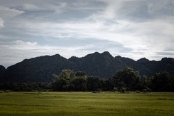 The rice fields of the villagers of Thung Saliam