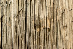 Closeup of an electric pole in an evening light. Wood is weathered, and there are a few staples left from already removed advertisements and announcements