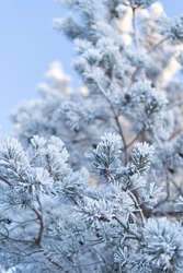Frosty Spruce Branches.Outdoor frost scene. Snow winter background. Nature forest light landscape. Beautiful tree and sunrise sky. Sunny, snowy, scenic, snowfall.