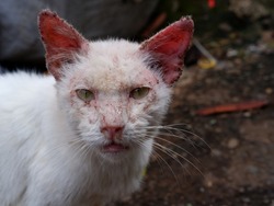 A white cat with scabies disease that attacks the head and ears