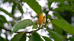 Flower of Magnolia champaca or Michelia champaca, known in English as champak It is known for its fragrant flowers, and its timber used in woodworking.