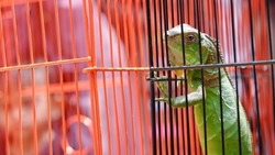 green iguana in cage at animal market, also known as the American iguana or the common green iguana, is a large, arboreal, mostly herbivorous species of lizard of the genus Iguana