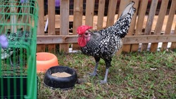 Sebright chicken in traditional farm. is a British breed of bantam chicken. It is named after Sir John Saunders Sebright, who created it as an ornamental breed by selective breeding in the early ninet