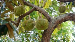 Durian, Durio zibethinus know as king of fruits famous fruit in southeast asia with strong smell and prohibited in airplane 