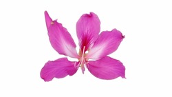 Flower of Bauhinia × blakeana on isolated background, commonly called the Hong Kong orchid tree, is a hybrid leguminous tree of the genus Bauhinia.