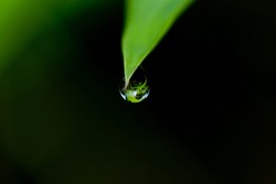 Close up of a water drops on leaves.Selective focus