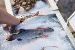 Man's Hand choosing sea bass fish for cooking