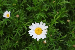 Blurred green leaves background with a lovely white daisy flower. Space for adding text.