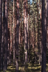 A thick forest of pine trees, long, slender tree trunks, sun and shadow game