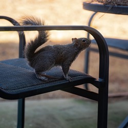 In a backyard, a squirrel with round eyes hangs out. During the winter in Georgia, USA, he is also hunting for food. Noone can touch the squirrel but can give food such as peanut, cashew, nuts, seeds