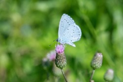 Holly blue butterfly (Celastrina argiolus) on a creeping thistle (Cirsium arvense).