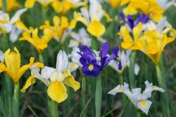 Group of Dutch iris flower cultivars (Iris x hollandica).