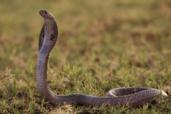 The Indian cobra, also known as the spectacled cobra, Asian cobra, or binocellate cobra, is a species of the genus Naja found, in India.