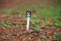 The Indian cobra, also known as the spectacled cobra, Asian cobra, or binocellate cobra, is a species of the genus Naja found, in India, Pakistan, Bangladesh, Sri Lanka, Nepal, and Bhutan, 