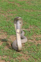 The Indian cobra, also known as the spectacled cobra, Asian cobra, or binocellate cobra, is a species of the genus Naja found, in India, Pakistan, Bangladesh, Sri Lanka, Nepal, and Bhutan.