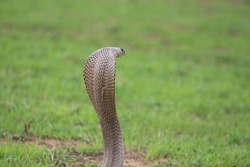 The Indian cobra, also known as the spectacled cobra, Asian cobra, or binocellate cobra, is a species of the genus Naja found, in India, Pakistan, Bangladesh, Sri Lanka, Nepal, and Bhutan.