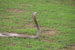 The Indian cobra, also known as the spectacled cobra, or binocellate cobra, is a species of the genus Naja found, in India, Pakistan, Bangladesh, Sri Lanka, Nepal, and Bhutan.
