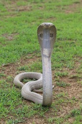 The Indian cobra, also known as the spectacled cobra, or binocellate cobra, is a species of the genus Naja found, in India, Pakistan, Bangladesh, Sri Lanka, Nepal, and Bhutan.