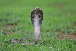 The Indian cobra, also known as the spectacled cobra, Asian cobra, or binocellate cobra, is a species of the genus Naja found, in India, Pakistan, Bangladesh, Sri Lanka.