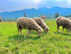 Family sheep eating the green grass
