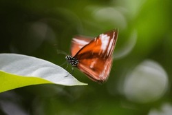 A tiger milkweed butterfly flapping its wings on a leaf in papua, indonesia