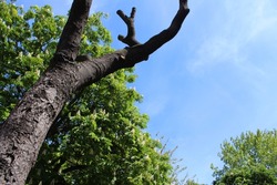 azure sky, majestic tree with green leaves heralding spring and photo of leafless tree trunk
