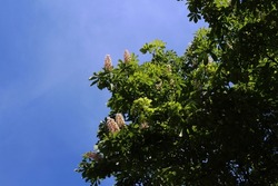 photo of majestic tree and leafless tree trunk with clear blue sky, green leaves and white cluster flowers heralding spring