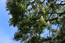 photo of majestic tree and leafless tree trunk with clear blue sky, green leaves and white cluster flowers heralding spring