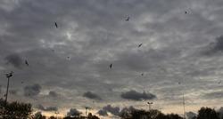 the darkening clouds in the sky, the last sunlight and the perfect photo of flying seagulls