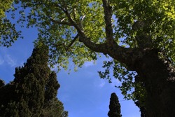photo of azure sky and majestic trees with green leaves heralding spring 