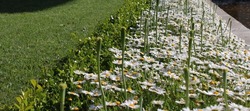 The photo of the white daisies and buds blooming around the artificial pool and the artificial pool by the historical ancient building