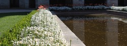 The photo of the white daisies and buds blooming around the artificial pool and the artificial pool by the historical ancient building