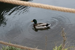 In autumn, most beautiful, colorful season. yellow green brown leaves, trees, dry branches on lake, river. green white fluffy mallard Anas formosa. animals fluttering, swimming in wind, wave in river