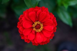 Red majors flower closeup. Mature majors flower.