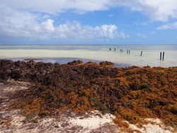West Indies sea at low tide and covered with algae under tropical blue sky. Seaweed in the sea. Climate change. Nature and Caribbean coastal landscape.