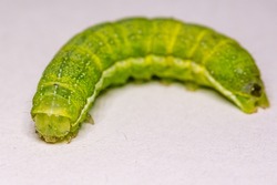 Green caterpillar. Green worm. Close-up worm. Poisonous caterpillar. Poisonous warm. Butterfly larva. Caterpillar butterfly. Selective focus.