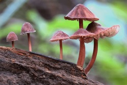 A mushroom cluster on a tree
