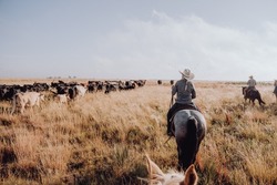 Woman on a cattle drive, riding a horse. 