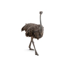 Cute ostrich isolated on white background.