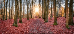 Fallen autumn leaves covering the forest ground as a red carpet.