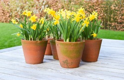 Cyclamineus Daffodil, yellow Narcissus  in rustic terracotta pots.