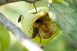 A wasp eats an apple on an apple tree. Wasps and flies eat an apple growing on a tree. A gnawed apple on a tree. The concept of protecting crops in the garden from pests. fruit tree pests.