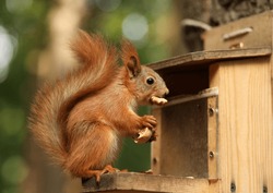 a red-haired fluffy squirrel sits and eats a nut in a wooden bird feeder on a tree in a summer park. Soft focus.